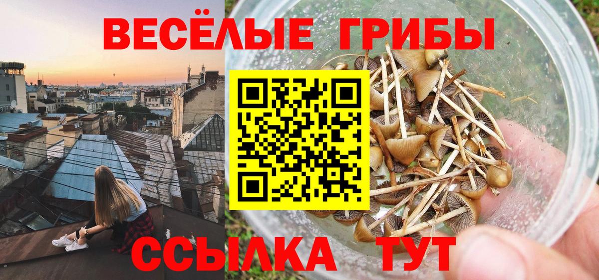 Псилоцибиновые грибы Cubensis Новочебоксарск